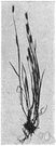Hordeum pusillum - annual barley native to western North America and widespread in southern United States and tropical America