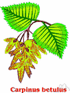 Carpinus betulus - medium-sized Old World tree with smooth grey bark and leaves like beech that turn yellow-orange in autumn