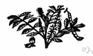 Indigofera - genus of tropical herbs and shrubs having odd-pinnate leaves and spurred flowers in long racemes or spikes