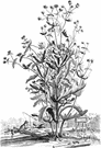 Valerianella locusta - widely cultivated as a salad crop and pot herb