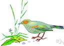 meadow pipit - a common pipit that is brown above and white below