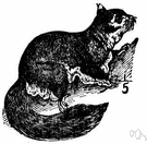 flying phalanger - nocturnal phalangers that move with gliding leaps using parachute-like folds of skin along the sides of the body