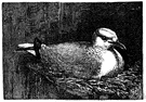 genus Rissa - a genus of Laridae