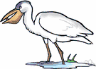 Pelecanus onocrotalus - similar to American white pelican