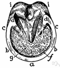 horse's foot - the hoof of a horse