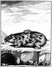 mole rat - African rodent resembling a mole in habits and appearance