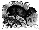 chevrotain - very small hornless deer-like ruminant of tropical Asia and west Africa