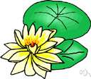 Nuphar lutea