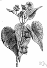 velvetleaf - tall annual herb or subshrub of tropical Asia having velvety leaves and yellow flowers and yielding a strong fiber