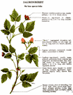 salmonberry - large erect red-flowered raspberry of western North America having large pinkish-orange berries