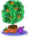 mandarin - shrub or small tree having flattened globose fruit with very sweet aromatic pulp and thin yellow-orange to flame-orange rind that is loose and easily removed