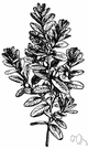 common box - large slow-growing evergreen shrub or small tree with multiple stems