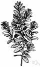 European box - large slow-growing evergreen shrub or small tree with multiple stems