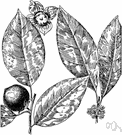 Diospyros virginiana - medium-sized tree of dry woodlands in the southern and eastern United States bearing yellow or orange very astringent fruit that is edible when fully ripe