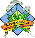 wild angelica - European herb with compound leaves and white flowers