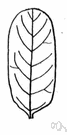 oblong leaf - a simple leaf that is rounded at each end with parallel sides