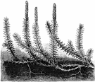 lycopodium - type and sole genus of the Lycopodiaceae