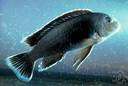 aquatic vertebrate