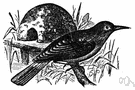 Furnarius - type genus of the family Furnariidae: ovenbirds