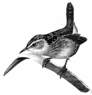 short-billed marsh wren - small American wren inhabiting wet sedgy meadows