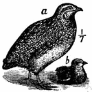 Coturnix communis - the typical Old World quail