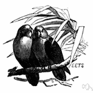 Agapornis - a genus of Psittacidae Agapornis - a genus of Psittacidae