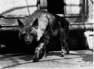 strand wolf - of southern Africa