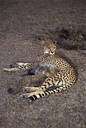 Acinonyx - cheetahs