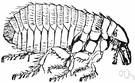 genus Ctenocephalus - a former usage synonymous with Ctenocephalides