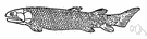 lobe-finned fish - any fish of the order Crossopterygii