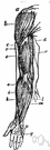 extensor muscle - a skeletal muscle whose contraction extends or stretches a body part