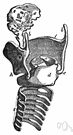 vocal organ - any of the organs involved in speech production