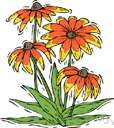 climbing lily
