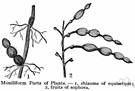 Sophora - cosmopolitan genus of trees and shrubs having odd-pinnate leaves and showy flowers