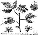 Poncirus trifoliata