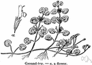 runaway robin - trailing European aromatic plant of the mint family having rounded leaves and small purplish flowers often grown in hanging baskets