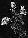 Mediterranean snapdragon - perennial native to the Mediterranean but widely cultivated for its purple or pink flowers