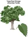 tung tree