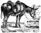 sumpter - an animal (such as a mule or burro or horse) used to carry loads