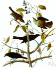Euphagus - a genus of Icteridae