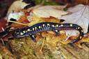 family Ambystomatidae - New World salamanders