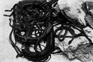 common garter snake - a garter snake that is widespread in North America