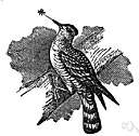 wryneck - Old World woodpecker with a peculiar habit of twisting the neck