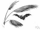 Hipposideros - horseshoe bats