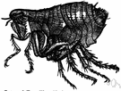 cat flea - flea that breeds chiefly on cats and dogs and rats