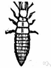 aphid lion - carnivorous larva of lacewing flies