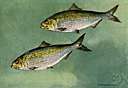 Alosa chrysocloris - shad that spawns in streams of the Mississippi drainage
