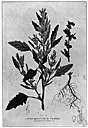 Styptic weed - very leafy malodorous tropical weedy shrub whose seeds have been used as an adulterant for coffee