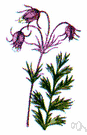 prairie smoke - North American perennial with hairy basal pinnate leaves and purple flowers and plume-tipped fruits