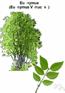 genus Euonymus - widely distributed chiefly evergreen shrubs or small trees or vines